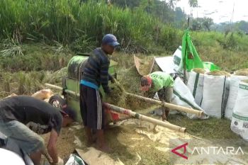 Puluhan hektare tanaman padi di OKU diserang hama tikus