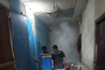 Dinkes Flores Timur waspadai penyebaran demam berdarah