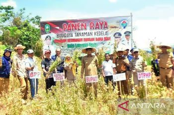 Pemkab Sinjai mulai kembangkan kawasan budidaya kedelai di Kecamatan Bulupoddo