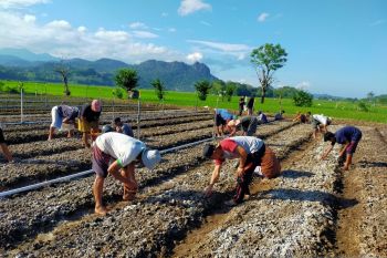 PLN bantu petani dengan traktor dan bibit bawang merah di Barru Sulawesi Selatan