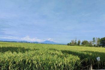 Lampung tingkatkan pengawasan pupuk subsidi jelang musim tanam