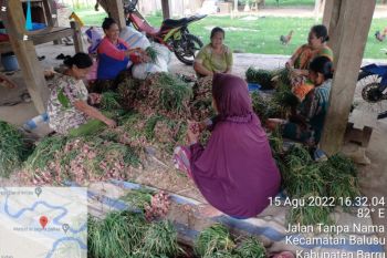 Warga Desa Lampoko Kabupaten Barru nikmati produksi bawang merah sumbangan bibit dari PLN