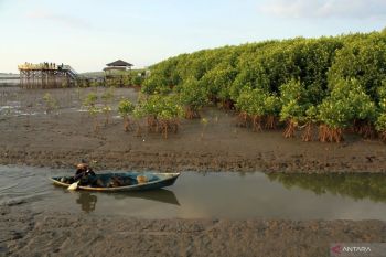 Akademisi: Restorasi dan konservasi mangrove harus bisa berjalan seiring