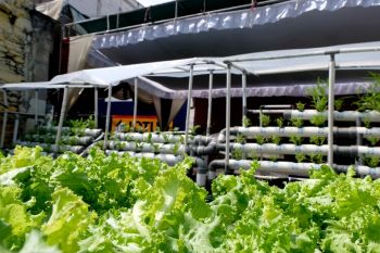 Pemkot Surabaya kembangkan kampung sayur untuk berdayakan warga