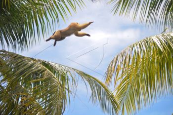 Pusat Pelatihan Beruk