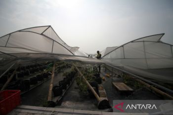 Dampak angin puting beliung di Sidoarjo