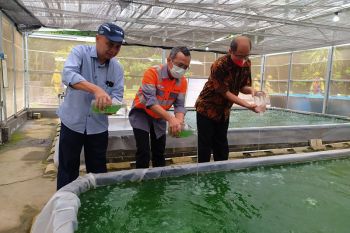 Di Cilacap, Semen Indonesia Group kembangkan mikroalga