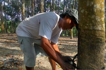 Sekitar 2.000 hektare kebun karet di Jambi beralih fungsi jadi  sawit