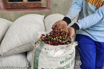 Produksi kopi di Kabupaten Tanggamus Lampung capai 800 kg/ha
