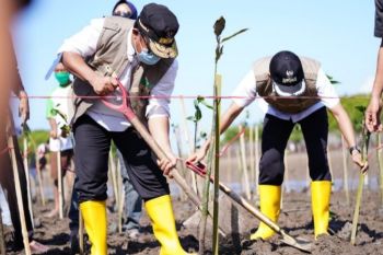 Gubernur pimpin penanaman 35.300 mangrove sambut HUT ke-353 Sulsel