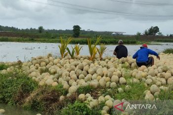 Legislator meminta PT PP tanggung jawab kerugian petani Kulon Progo