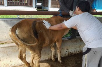 Cegah PMK, Lapas terbuka Kendal vaksinasi ternak Ruminasia