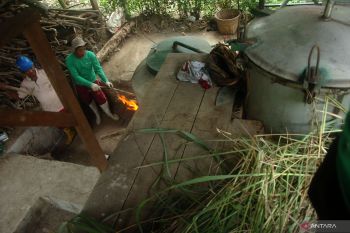 BRIN teliti minyak serei untuk bahan baku obat antikanker
