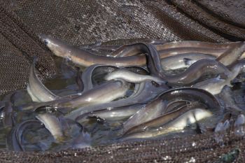 BRIN: Kandungan omega-3 sidat tertinggi, mengalahkan salmon dan gabus