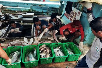 Nilai produksi perikanan tangkap Kepri capai Rp8,697 triliun