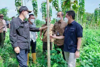 Perhutani siap berkontribusi aktif dalam wujudkan dekarbonisasi di Indonesia