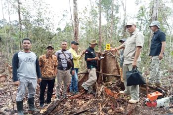 Polres bersama Polhut Pasaman Barat cek tunggul kayu diduga ilegal