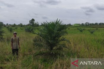 Petani Soak Batok berharap polisi bersikap independen tangani kasus tanah