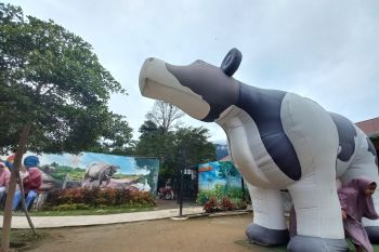 Wisata Keju Lasi lereng Marapi sukses edukasi susu sapi ke masyarakat