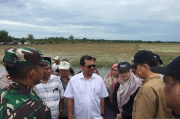 Terendam banjir,  3.611 hektare sawah puso