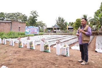 Pemkab Bantaeng bantu bibit bawang untuk tekan inflasi