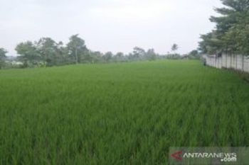 Peneliti: Pemanfaatan riset, inovasi dan teknologi efektif tingkatkan produksi pertanian