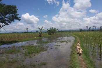 Musim hujan, destinasi wisata Savana Rumput Hijau Bendungan Batujai tenggelam