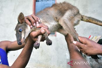 Lestarikan kanguru mini lewat Festival Meti Kei