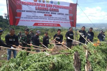 Polda Lampung musnahkan 2 hektare tanaman ganja