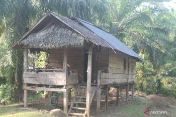 Kadistan: Mayoritas petani sawit di Luwu Utara berstatus mandiri