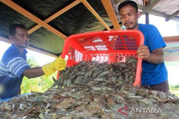 Misi dagang Aceh-Jatim, DKP pasarkan udang vaname dan kepiting sangkak