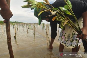 Pemkab Parigi  siapkan 88 lokasi penanaman bakau di momen Harkanas