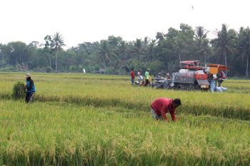 Lampung majukan kawasan perbenihan padi