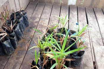 Pemkab Sorong Selatan 7.500 hektare hutan sagu cadangan pangan