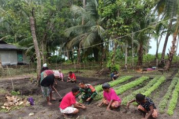 Koramil 1708-02/Biak Utara ikut dukung gerakan penanaman cabai