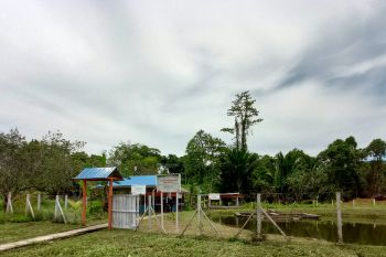 PT Kilang Pertamina lindungi rusa sebagai tanggung jawab lingkungan