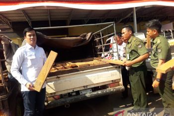 Polres Tabalong amankan 750 potong kayu Ulin ilegal