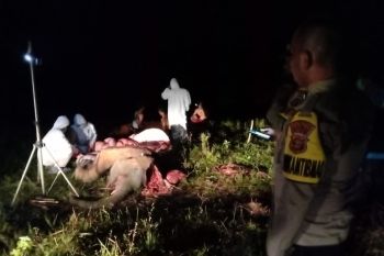Anak gajah di TN Way Kambas yang mati diautopsi