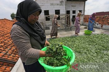 Produksi teh daun kelor