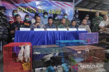 Gakkum LHK tetapkan dua tersangka kasus penyelundupan hewan dari Papua