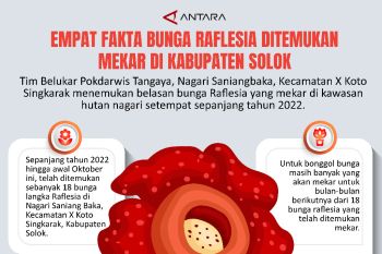Empat Fakta Bunga Raflesia Ditemukan Mekar di Kabupaten Solok