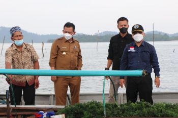 Gubernur Ansar: Lingga dan Karimun potensial produksi 32.000 ton rumput laut