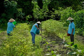 Sinar Mas Agribusiness and Food-TaniFoundation tingkatkan literasi pertanian 80 kelompok tani di Indonesia