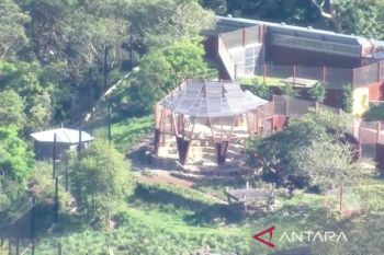 Sebanyak Lima ekor singa kabur dari kebun binatang Australia