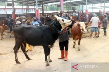 Lima pasar hewan di Boyolali dibuka kembali