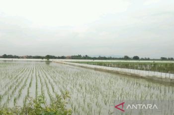 Pemkab Kudus tingkatkan kesadaran petani ikuti program  asuransi tani