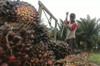 Ini beberapa keunggulan sawit Indonesia, termasuk diklaim sudah sustainable