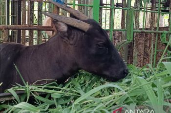 BKSDA Sulawesi Utara lacak asal Anoa dan Babi Rusa dijual di pasar tradisional