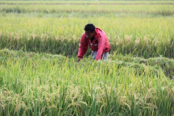 Pemprov Lampung pastikan cadangan beras daerah mencukupi