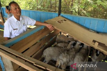 Pemkot Palu bina peternak domba lokal tingkatkan produksi
